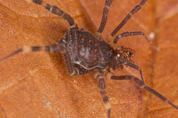 Media type: image;   Invertebrate Zoology 31588